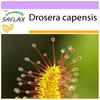 Росянка африканская - 200 семян - Drosera capensis