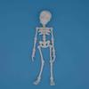Poseable Skeleton Fridge Magnet 3D Printed Articulated Full Body Skeleton with Movable Joints Halloween Mini Skull Fridge Magnets for Home Decor