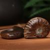 Crystal Collectibles Specimen Fossil Ammolite Facet Madagascar Stone Natural Iridescent Ammonite