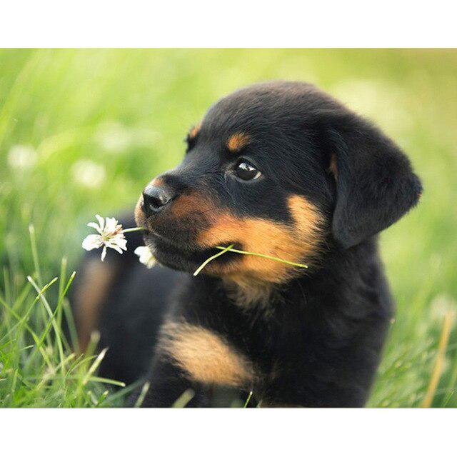 DIY 5D Алмазная картина Собака Милый питомец Вышивка крестом Алмазная вышивка Животное Мозаика Полный дрель Круглый