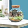 BESPORTBLE Round Glass Jars with Cork, Small Round Glass Dome Clear Cloche Globe Display Bell Jar Round Terrarium for Flower Dollhouse Mini Figure