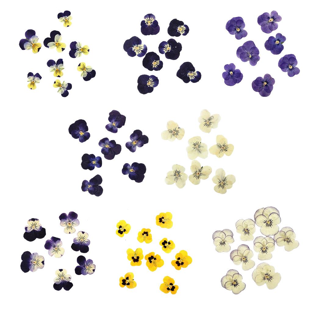12 предметов Crafts Simple Style Make Accessories Украшение для макияжа Прессованные цветы Craft Jewelry Decor Accessories