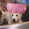 Waterproof Pet Shower Hat with Fastener Tape Adjustable Headgear Anti-Ear Water Hood Pet Hat for Cat Bathing