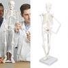 45CM Mini Skeleton Model PVC Human Body Bone Structure With Movable Arms Legs And Stand