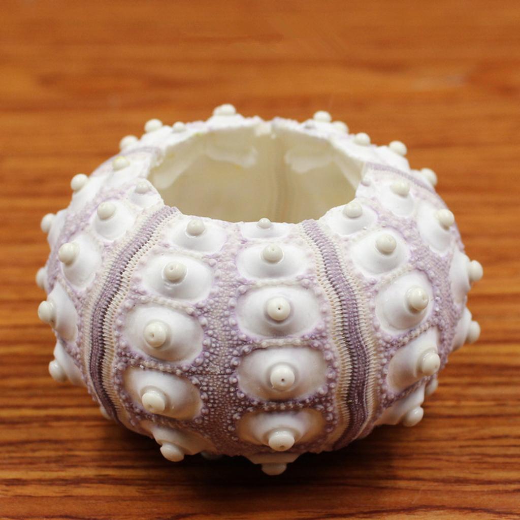 Воздушные растения, морской еж, настольный держатель для тилландсии, миниатюрные садовые украшения