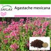 Мексиканский гигантский иссоп - 50 семян - С горшечным субстратом для лучшего выращивания - Agastache mexicana