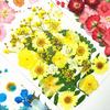 1 Set Dried Pressed Flowers Kit Colorful Natural Flowers DIY Art Crafts Supplies Resin Jewelry Epoxy Mold Candle Soap Vase Making Nail Card