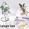 Indoor Desktop Murraya: Easy-Care Blooming Green Hydroponic Plants for Office & Living Room