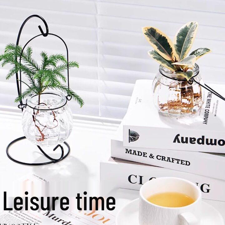 Indoor Desktop Murraya: Easy-Care Blooming Green Hydroponic Plants for Office & Living Room