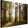 Canvas Print, Morning In the Forest