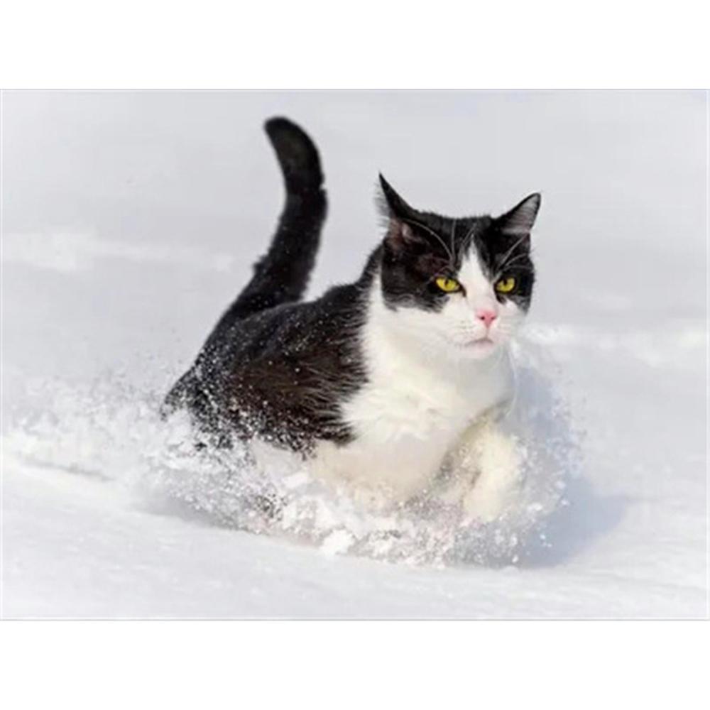 Полный квадратный/круглый алмазная живопись черный, красный пейзаж 5D Алмазная вышивка распродажа портрет цветок 5D DIY мозаичное украшение