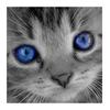 Полный 5D Diy Алмазная картина Голубоглазый кот Вышивка крестом Домашний декор Подарок ручной работы