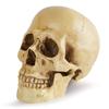 Revteds [Official] 1/1 Scale Human Skull Model Figurine In Bone Color