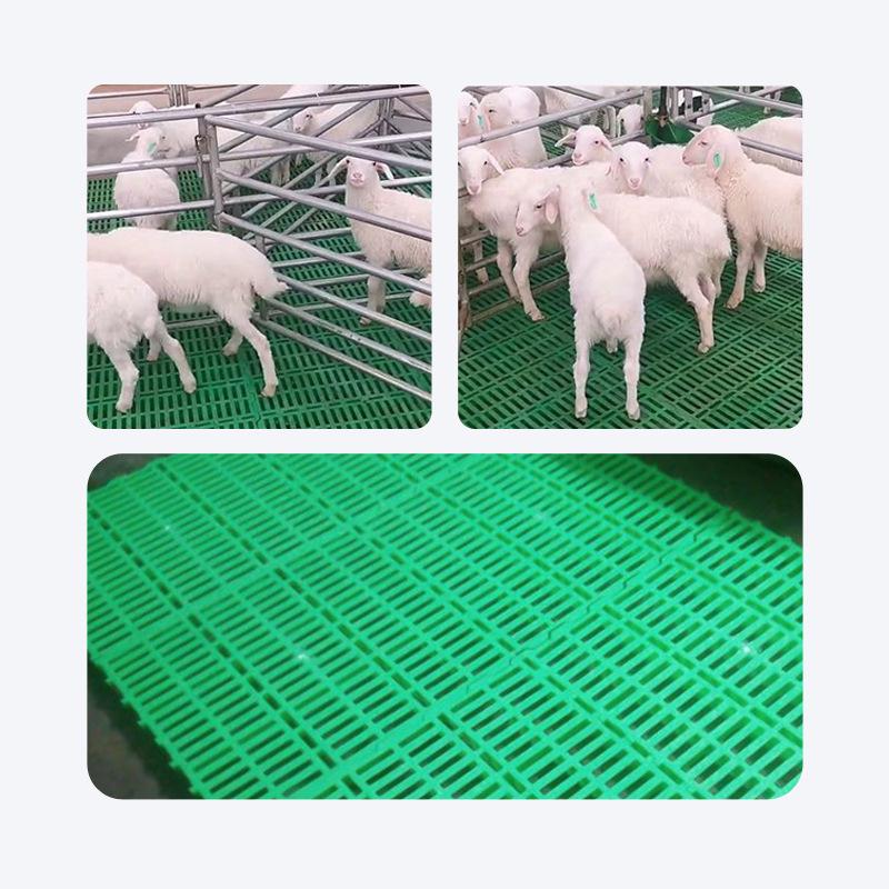 Enhanced Sheep Manure Collection Board for Sheep Pens and Sheds