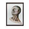 Neck Muscles - Anatomical Poster Neck Muscles - Anatomical Poster, 30X40 Cm, Black Aluminum Frame, 230 Gsm Matte Paper