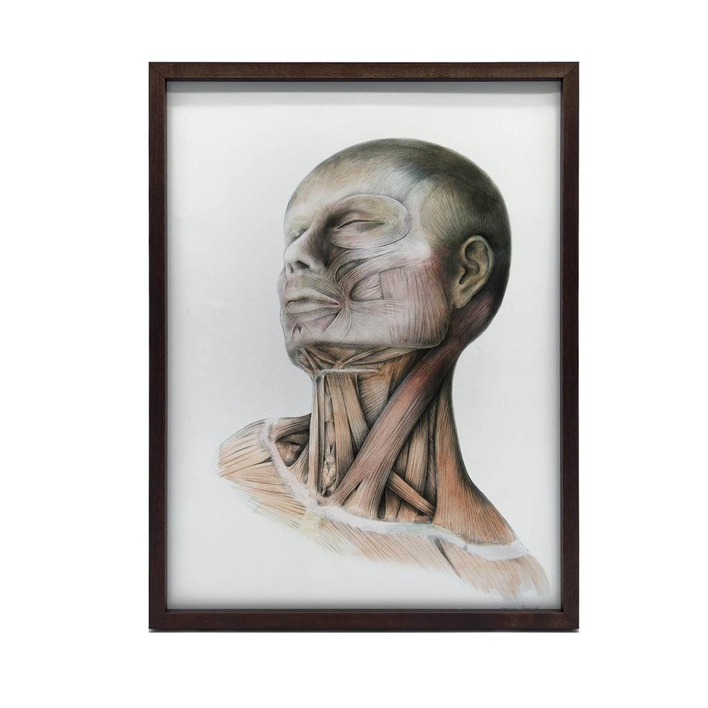 Neck Muscles - Anatomical Poster Neck Muscles - Anatomical Poster, 30X40 Cm, Black Aluminum Frame, 230 Gsm Matte Paper