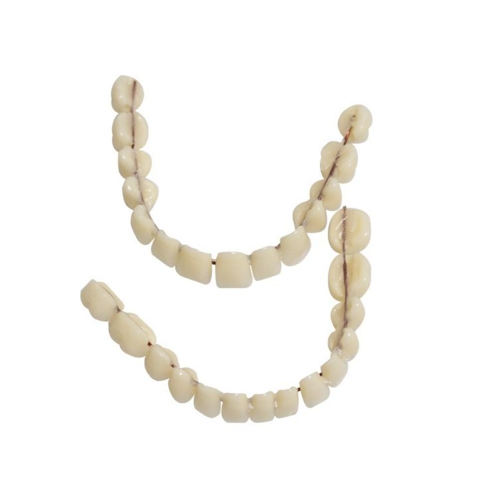 1Pair Removable Dental Teeth Teaching Model Resin DIY False Teeth DIY Practice