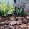 Pine Bark Mulch for Garden, Conifer, 20