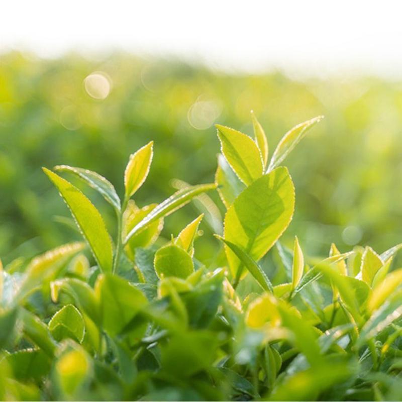 Органический чай Phoenix Dancong 50 г. Ароматный новый чай из Чаочжоу Dancong