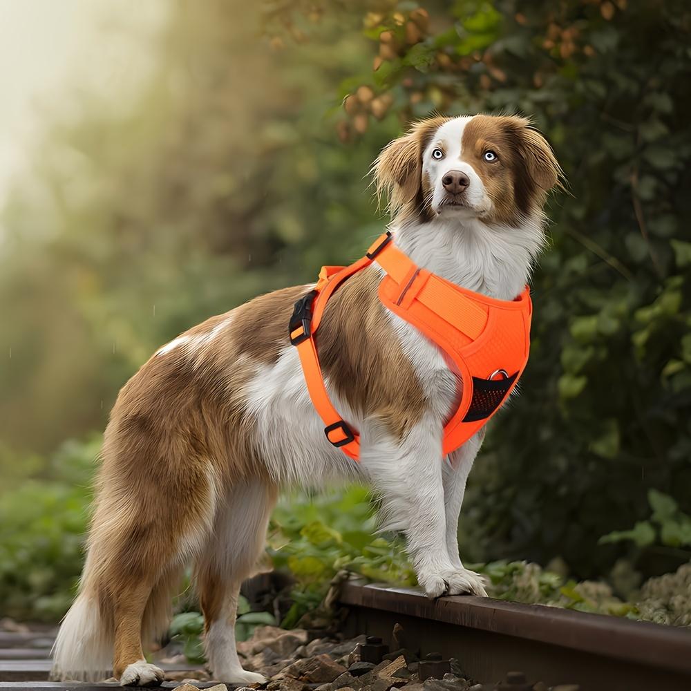 Регулируемая и взрывобезопасная шлейка и поводок для собак для безопасного и веселого отдыха на свежем воздухе с вашим питомцем #King's day