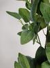 Artificial Fittonia High Quality Artificial Premium Plant Ficus 100