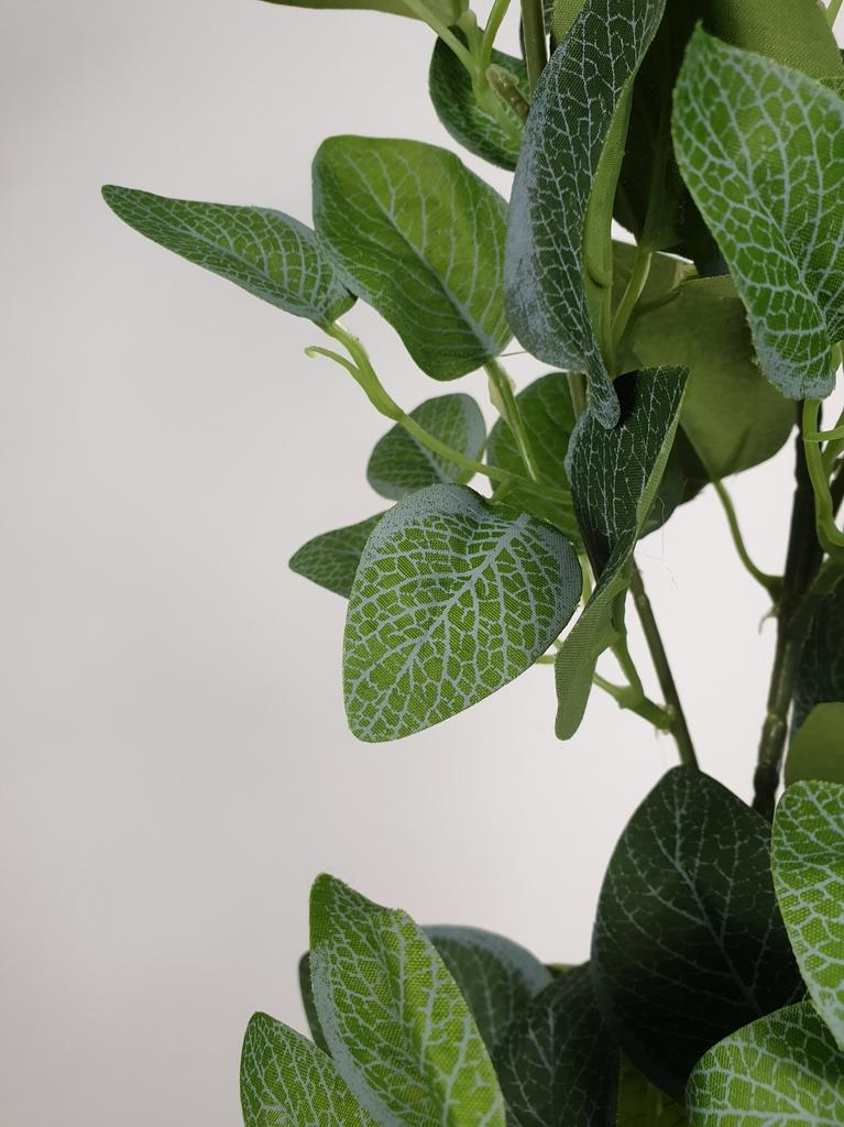 Artificial Fittonia High Quality Artificial Premium Plant Ficus 100