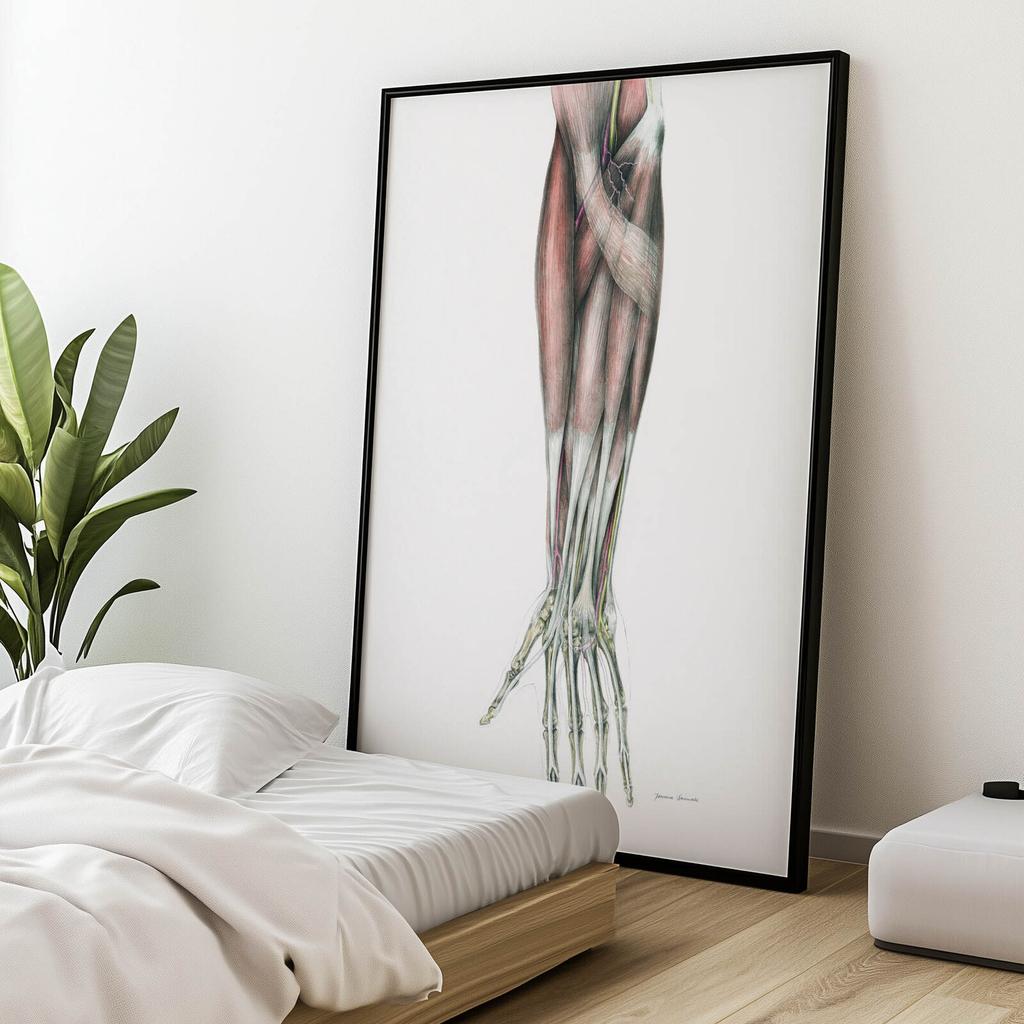 Forearm - Anatomical Poster Forearm - Anatomical Poster, 70X100 Cm, Unframed, Matte Paper 230 Gsm