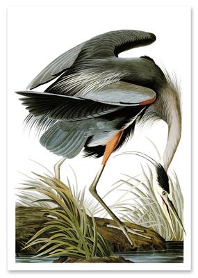 Плакат винтаж цапля серая heron