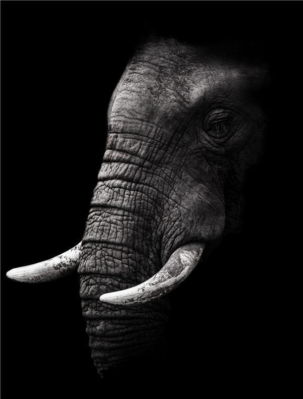 RUOPOTY Картина по номерам Слон, акрил на холсте, уникальный подарок, картина по номерам, лев, животное, украшение для дома