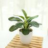 Plastic Artificial Plants Bonsai Lifelike Green Pot Plants Decoration  Outdoor Indoor Decoration