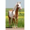 Diamond Horse Diy Painting 5d Full Round Drill Animal Diamond Embroidery Cross Stitch Mosaic Kits Gift Wall Art Home Decor