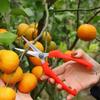 1 шт. Садовые секаторы из высокоуглеродистой стали, нескользящие ручки, прямые и изогнутые лезвия для прореживания плодов, обрезки плодовых садов