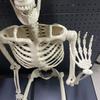 Realistic Full Body Human Bone Halloweens Props Flexible Joints Portable Plastic Indoor Outdoors Decoration
