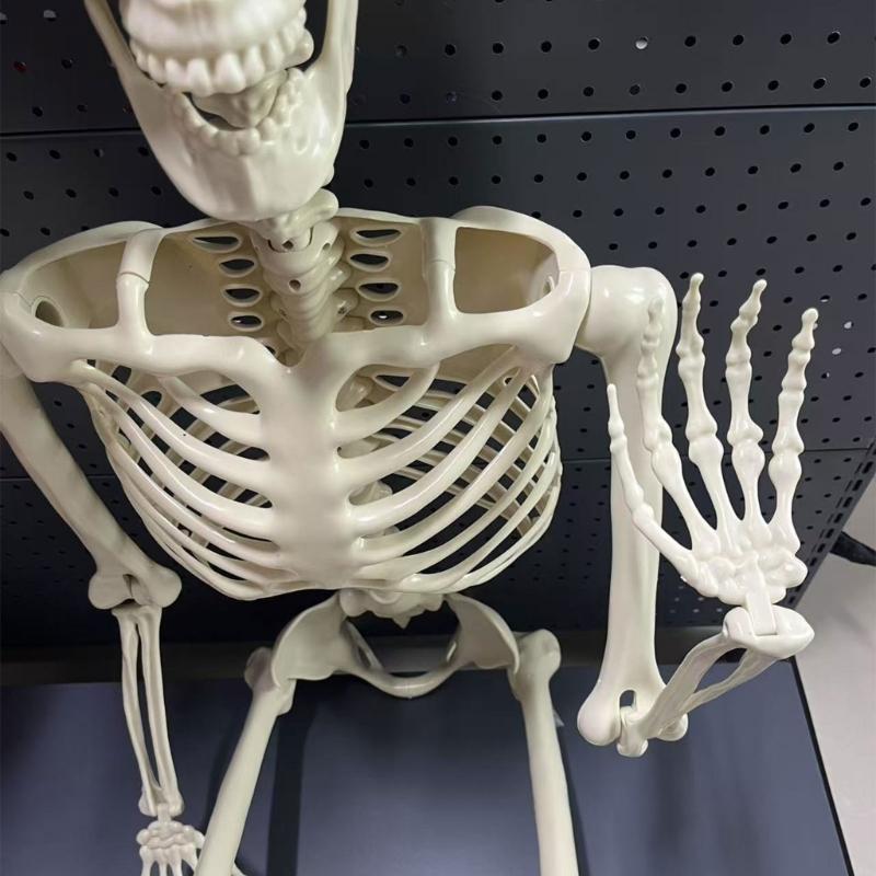 Realistic Full Body Human Bone Halloweens Props Flexible Joints Portable Plastic Indoor Outdoors Decoration