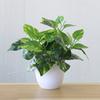 Fresh Artificial Foliage Plant Pot Bonsai Party Mall Home Desktop Office Decor