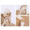 Skeleton Figurine Realistic Non-See Non-Speak Non-Hear Statues Spooky Skeleton Collectible Ornaments for Halloween Haunted House
