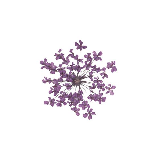 100шт прессованный сушеный цветок Ammi Majus из эпоксидной смолы для ногтей DIY Декор для телефона