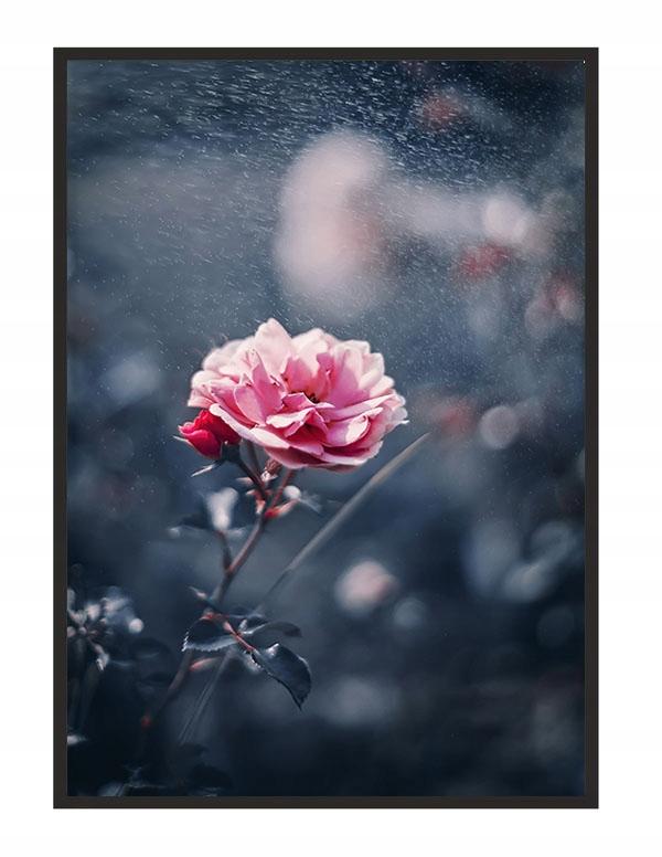 Obraz plakat w ramie 43x33 cm kwiat p1237