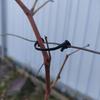 Plant Vine Fastening Clip Lashing Hook Buckle For Kiwi Grape Vegetable Flower Fixing Greenhouse Agriculture Garden Supplies