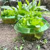 10Pcs Snail Defense Covers Protect Plants Weather-Resistant Easy To Install Effective Easy Installation