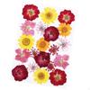 Dried Pressed Flowers Assorted Real Florals for Scrapbooking DIY Resin