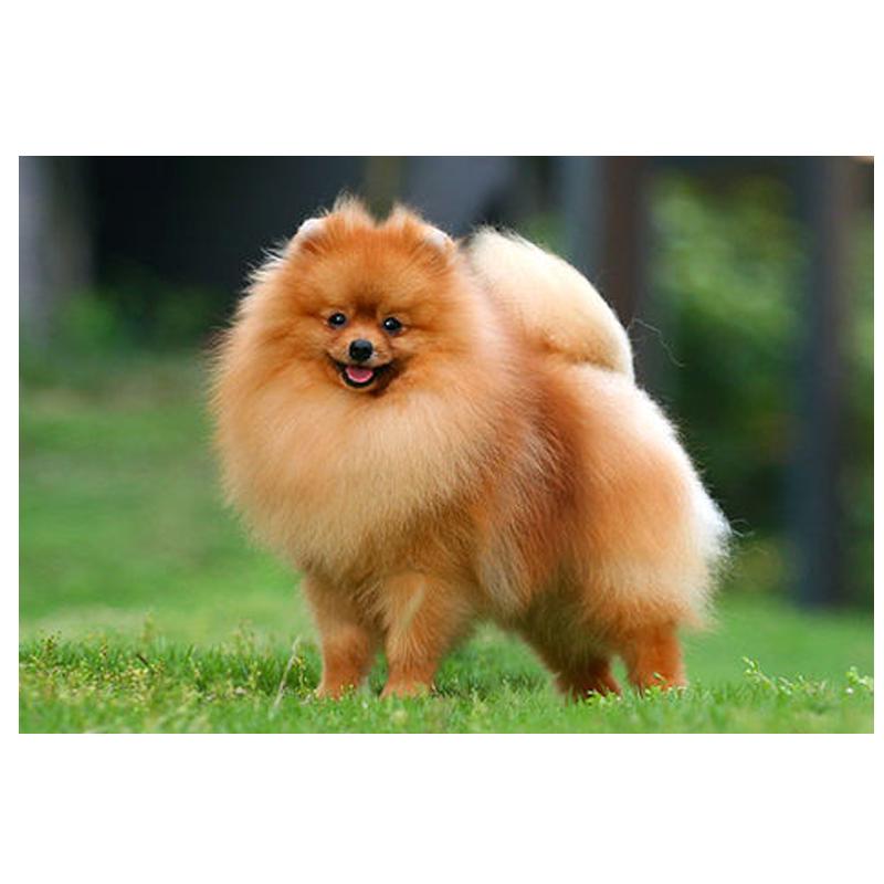 Полный круглый/квадратный 5D Diy Алмазная картина Хироми Вышивка Полный набор для вышивки крестом Домашний декор Подарок ручной работы