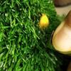 Artificial Grass Mat Outdoor Gardening Turf Lawn DIY Home Wedding Decoration Fake Grassland Garden Landscape Carpet Green Floor