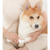 Dingdongpet Pet Mini Clipper, White, 1 Piece, Korean Pet Shampoo