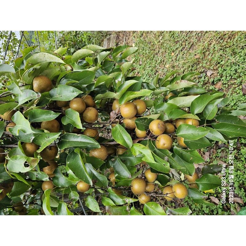 Boojeo Farm Chamdol Pear Fermented Liquid 3 Years Aged Direct Delivery from Farm