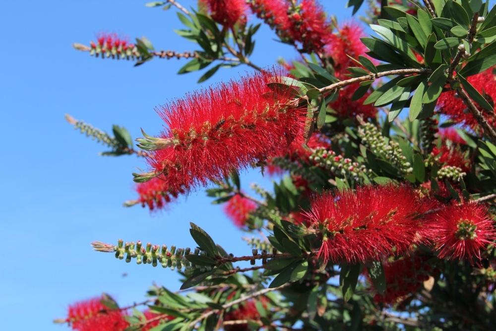 SAFLAX Красная щетка для бутылок - 400 семян - Callistemon citrinus