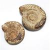 1pc Polished Raw Shell Specimen Madagascar Ammonite Rough Stones for Decor Shell Fossil