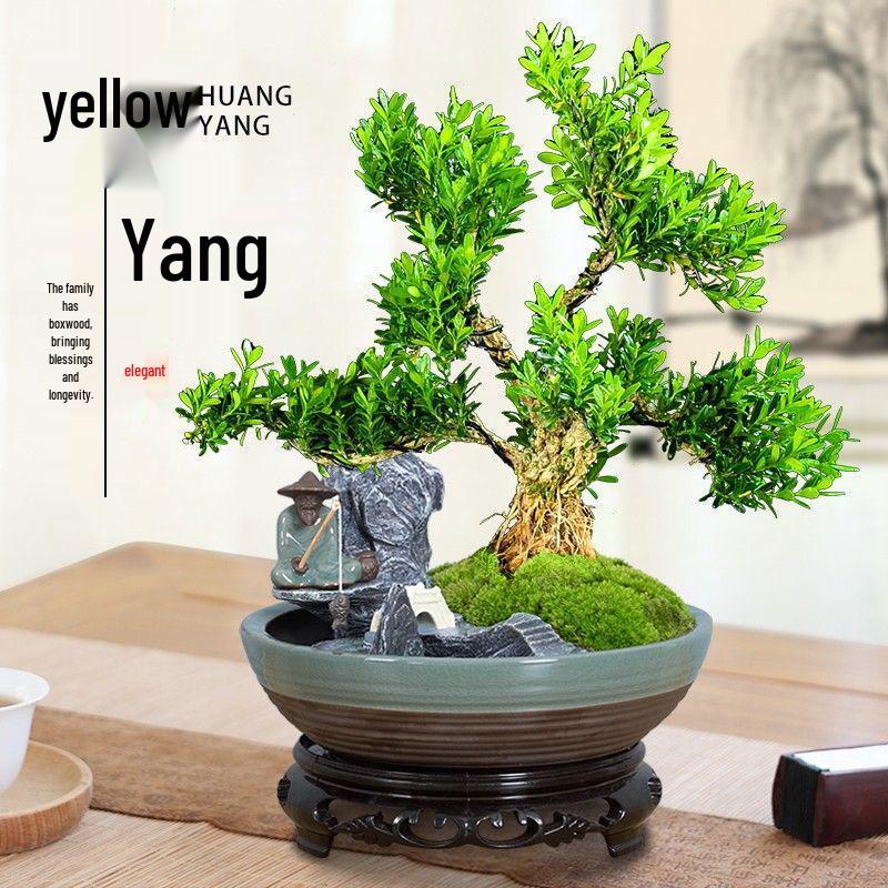 Boxwood Bonsai: Indoor Sparrow Tongue with Wrinkled Bark and Small Leaves – Easy-Care Green Plant for Living Room.