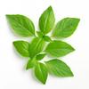 200 Seeds of Thai Basil (Ocimum Basilicum Var.thyrsiflora)