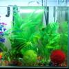 2025 Искусственные Водные Пластиковые Растения Аквариумный Травяной Шар Украшение для Рыб Аквариумные Декоративные Водоросли Перспективы Трава Для Декора